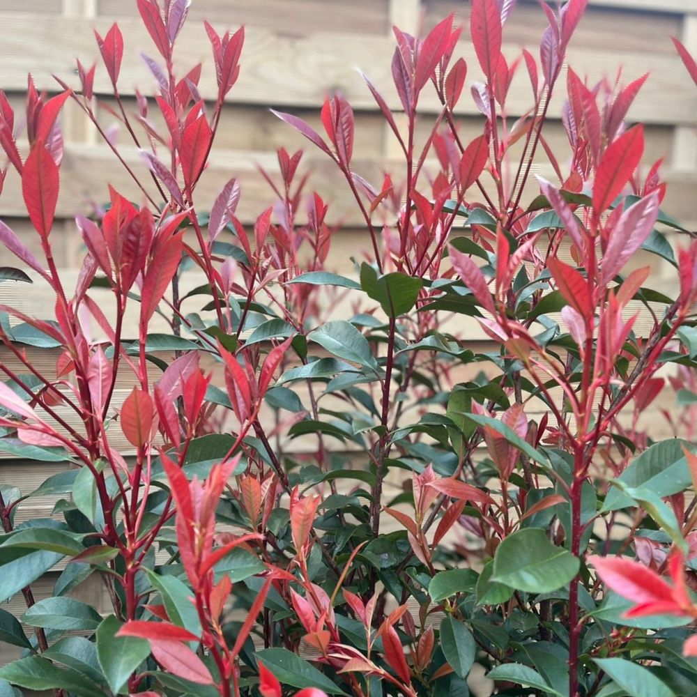 'Carre Rouge' Photinia Evergreen Shrub Plant - 41cm Pot 160-170cm