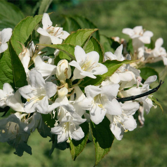 'Bristol Snowflake' Weigela Flowering Deciduous Shrub Plant - 13cm Pot