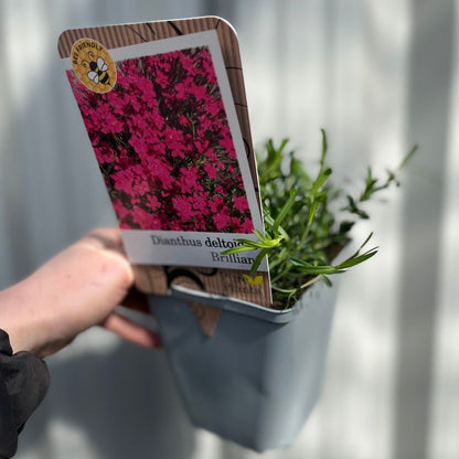 Dianthus deltoies 'Brilliant' 9cm