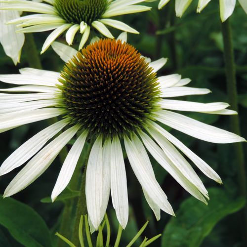 Echinacea purpurea 'White Swan' 9cm