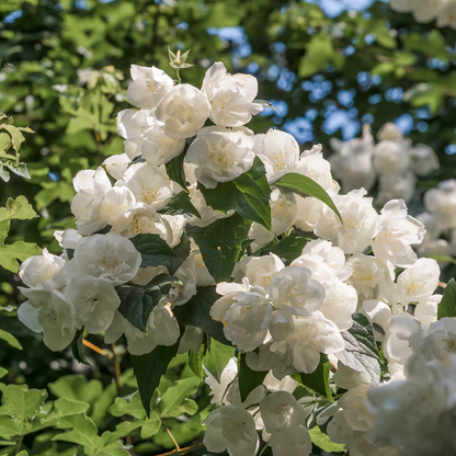 'Bouquet Blanc' Philadelphus Flowering Deciduous Shrub Plant - 13cm Pot