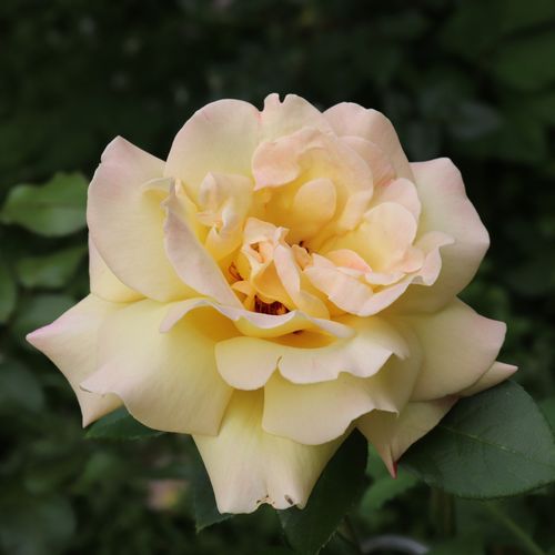 Rose 'Peace' | Hybrid Tea | 4L Potted Rose (PRE ORDER FOR DECEMBER)