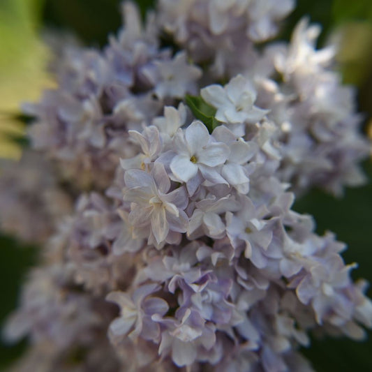 Syringa vulgaris 'Michel Buchner' 2L