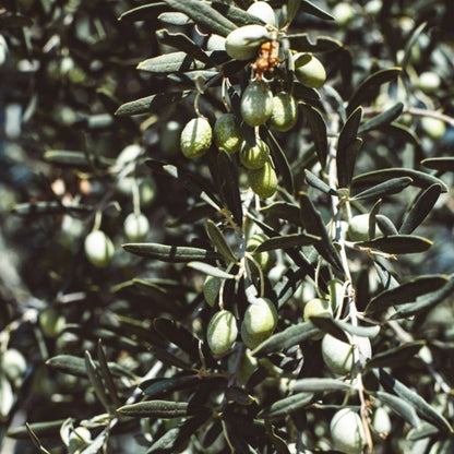 Established Olive Ball 55L (Olea Europeana)