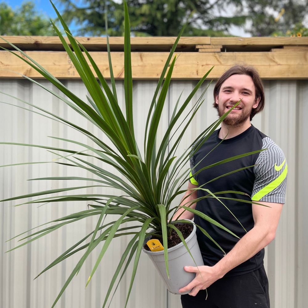 Cordyline Australis Green Evergreen - 20cm Pot 1m to 1.2m