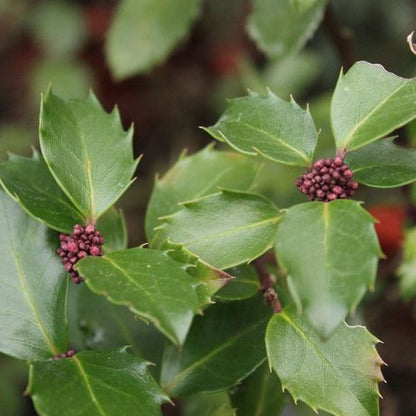 Ilex meserveae 'Blue Prince' Holly 2L