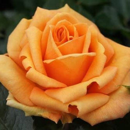 Simply The Best Rose | Hybrid Tea Rose | 4L Potted Rose - Pre-order for December