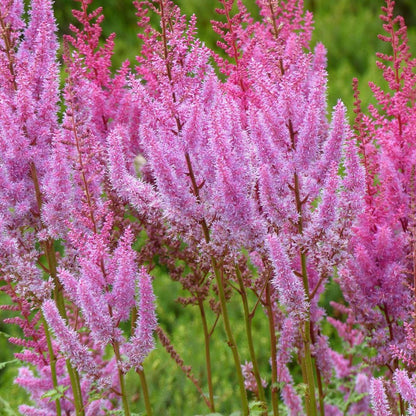 Astilbe chinensis pumila  9cm