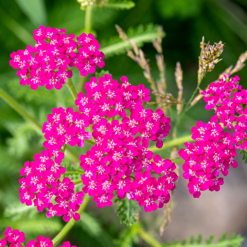 Achillea millefolium 'Cerise Queen' (9cm Pot)