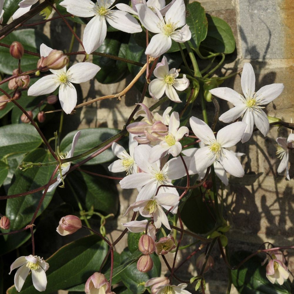 Clematis armandii - Apple Blossom 100cm (Evergreen and Fragrant)