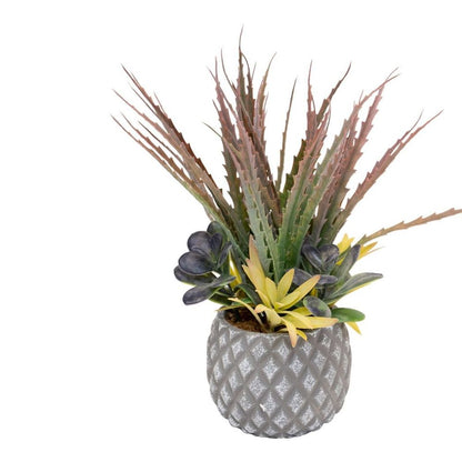 Succulents in Small Lattice Design Grey Pot