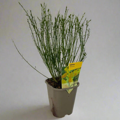 Cytisus 'Vanesse' 1L