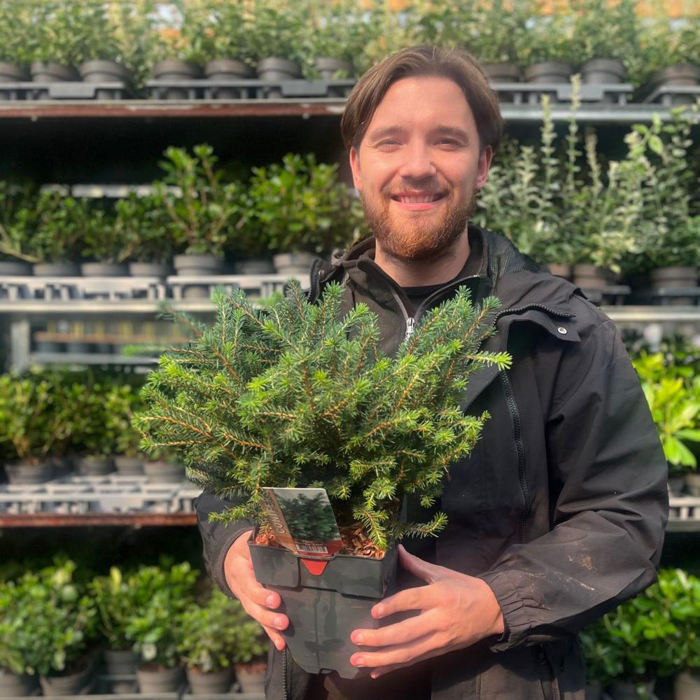 Picea omorika 'Karel' 2L