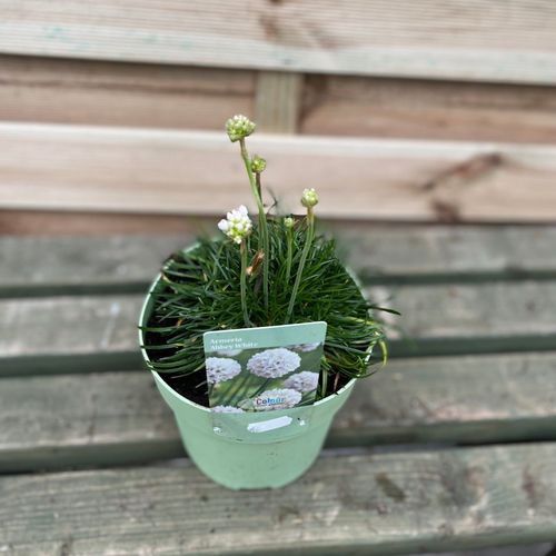 Armeria pseudarmeria White 3L