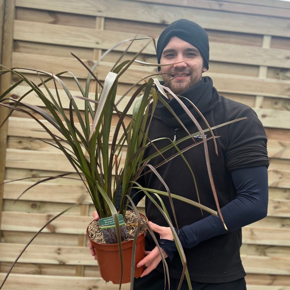 Phormium 'Bronze Baby' 50-60cm 2L