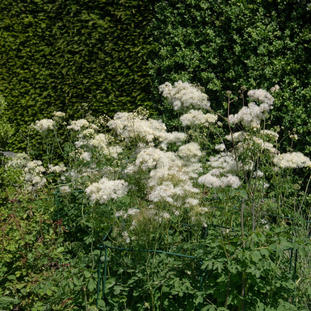 'Alba / Little Pinkie' Thalictrum Flowering Herbaceous Perennial Plant - 17cm Pot