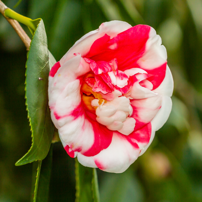 'Nikisi Kerin' Camellia Japonica Flowering Evergreen Shrub Plant - 13cm Pot 60cm