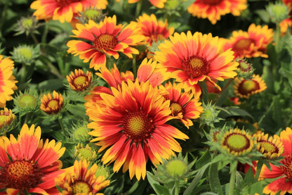 Pack Of 5 Mixed Perennials For A Sunny Site - 9cm to 13.5cm Pots