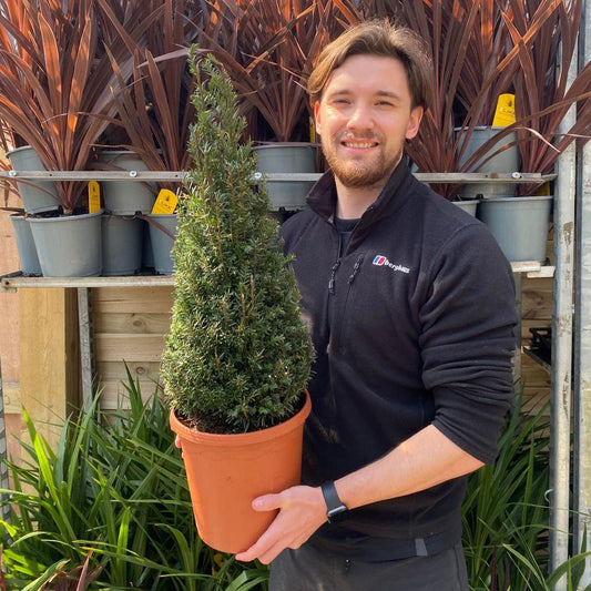 Yew Cone - Taxus Baccata Cone 70-80cm