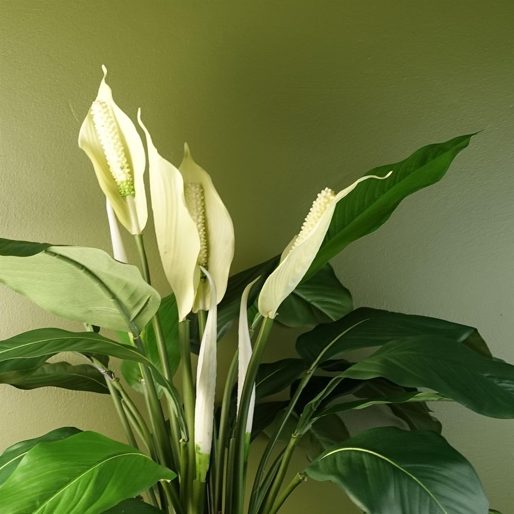 Artificial Peace Lily White Spathiphyllum