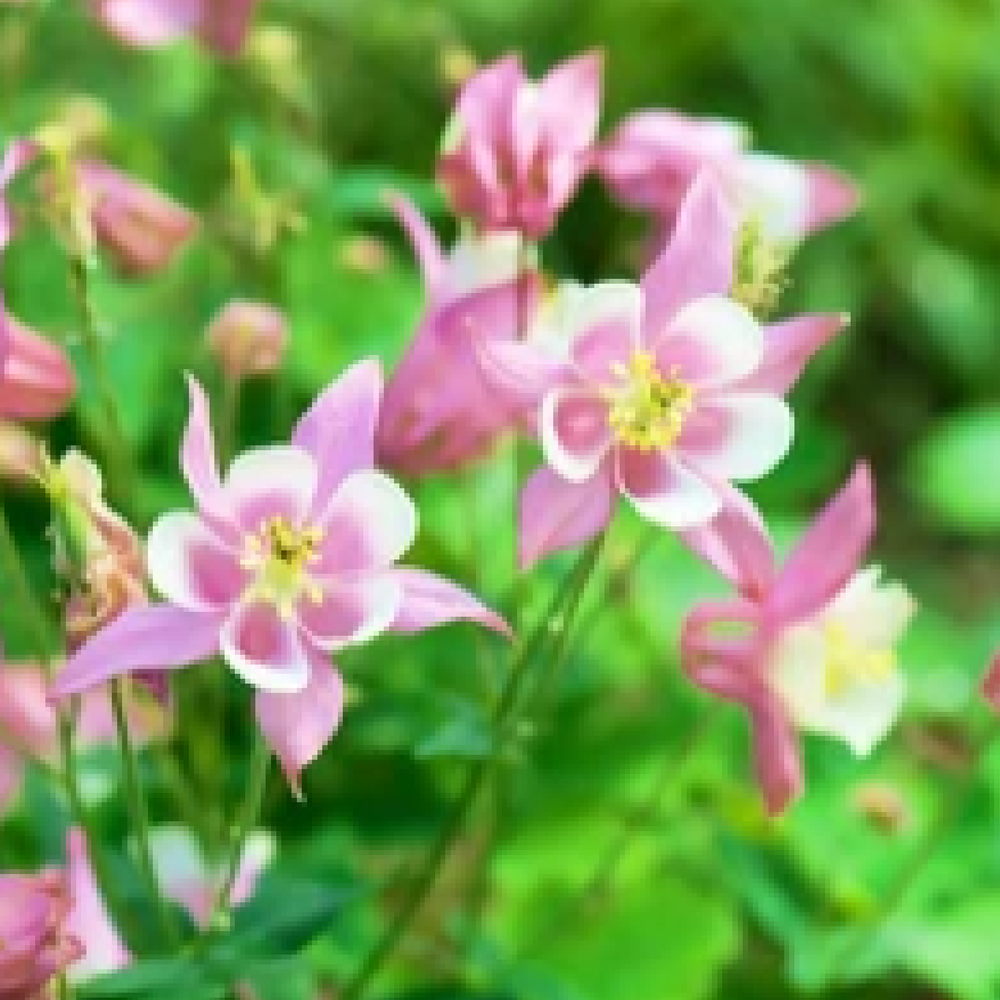 Aquilegia Spring Magic Rose and Ivory 9cm