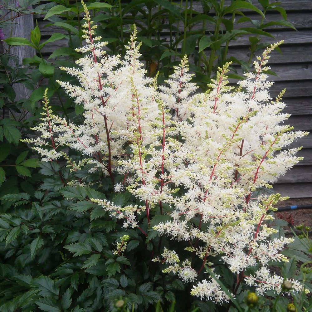 Astilbe Arendsii 'False Goat's Beard' Perennial White - 9cm Pot