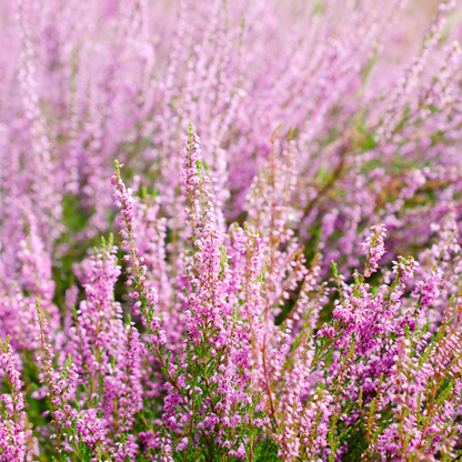 Calluna Heather Pink Flowering Shrub Plant - 9cm Pot