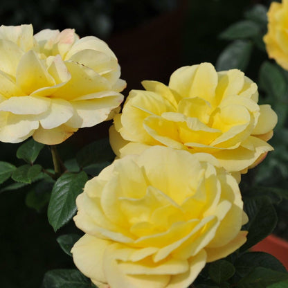 Rose Arthur Bell | Floribunda Rose | 4L Potted Rose - Pre-order for December