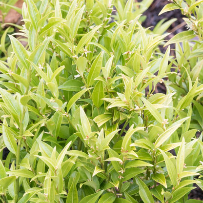 Sarcococca 'Dragon Gate' 2L