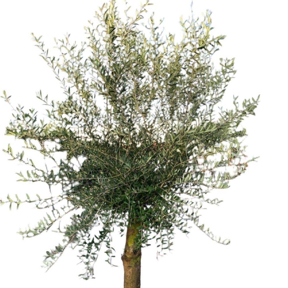 Mediterranean Specimen Lollipop Olive Tree - 41cm Pot 1.7 to 1.8m