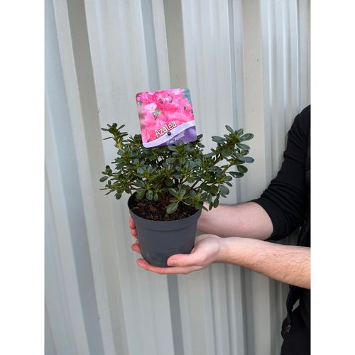 Azalea 'Anouk' 1L