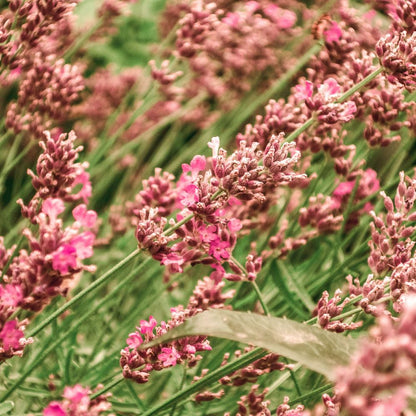 'Rosea' Lavender Angustifolia Pink Flowering Herb Shrub Plant - 9cm Pot