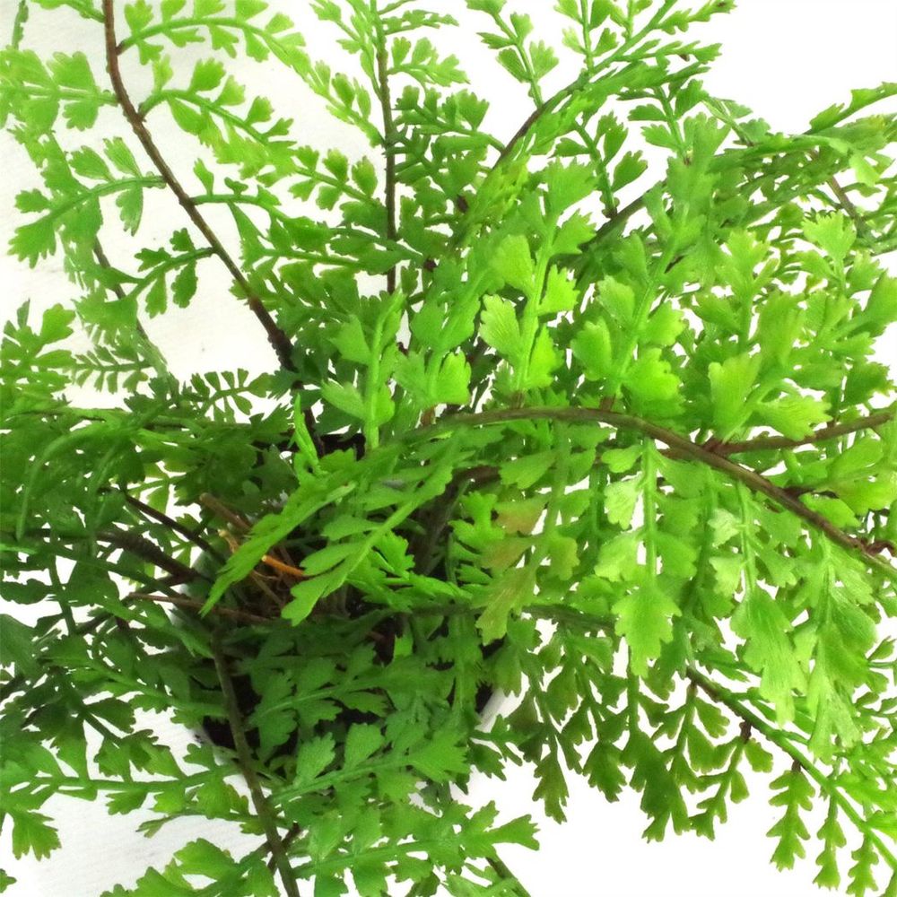 30cm Artificial Potted Royal Fern