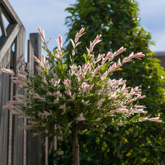 Salix intergra 'Hakuro - Nishiki'  Flamingo Dwarf Willow Tree