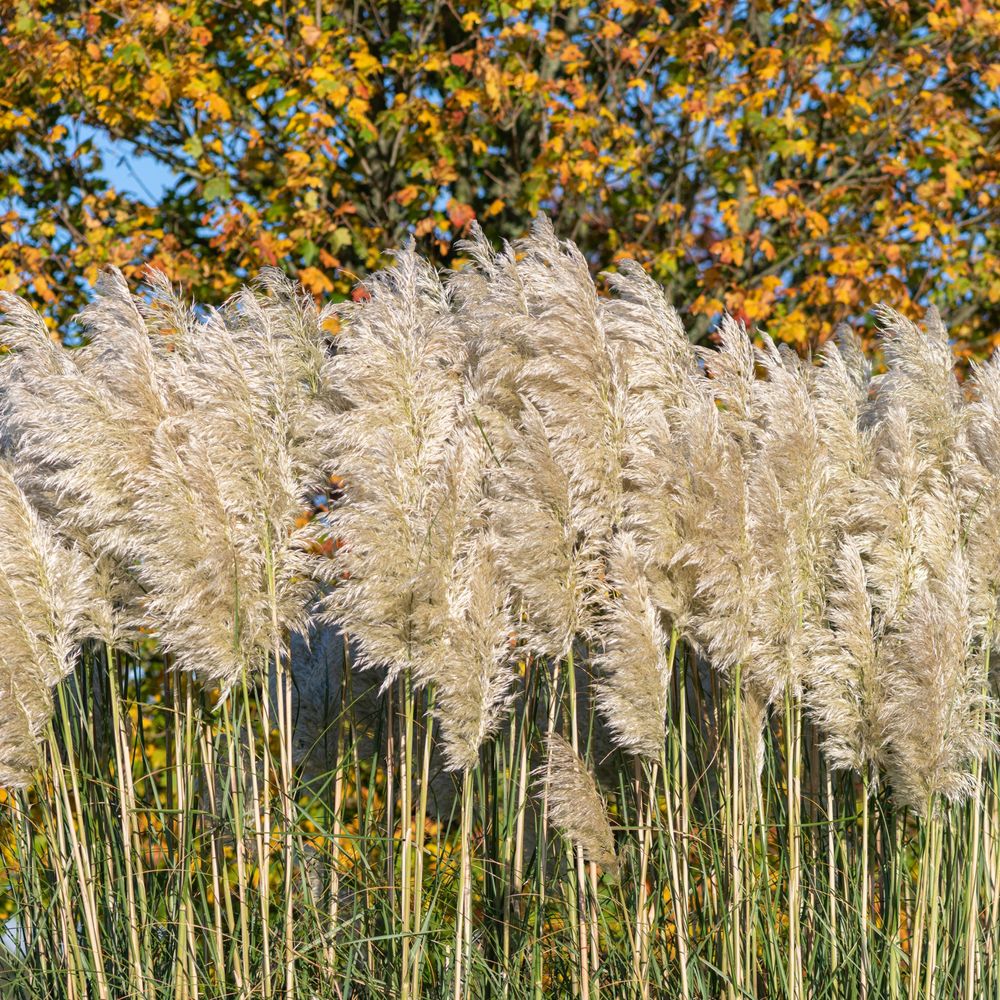 Cortaderia Selloana 2L