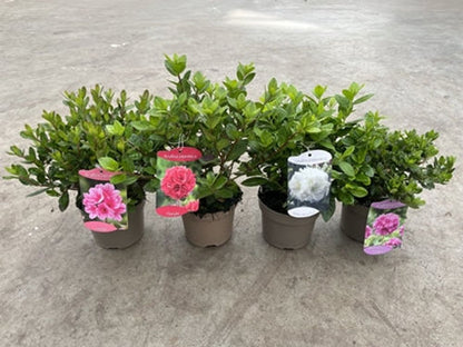 Mixed Pack Of 4 Azaleas Spring Flowering Evergreen Shrubs Plant - 14cm Pot