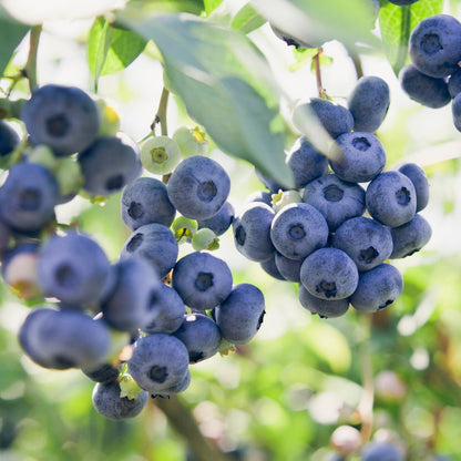 'Bluecrop' Blueberry High Yield Bush Plant - 11cm Pot