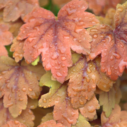 'Sweet Tea' Heucherella Flowering Semi-evergreen Perennial Plant - 17cm Pot