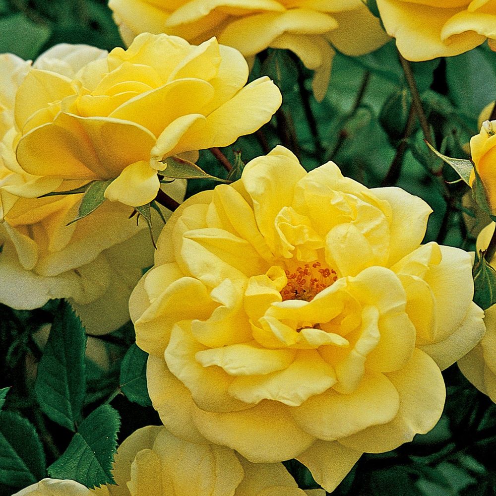 Rose Golden Memories | Floribunda | 4L Potted Rose(PRE ORDER FOR DECEMBER)