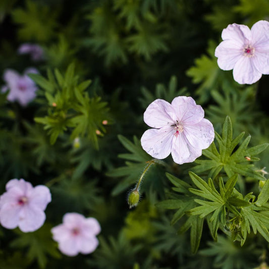 'Vision Pink' Geranium Sanguineum Deciduous Perennial Plant - 9cm Pot