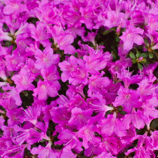 Rhododendron 'Geisha Purple' 1L