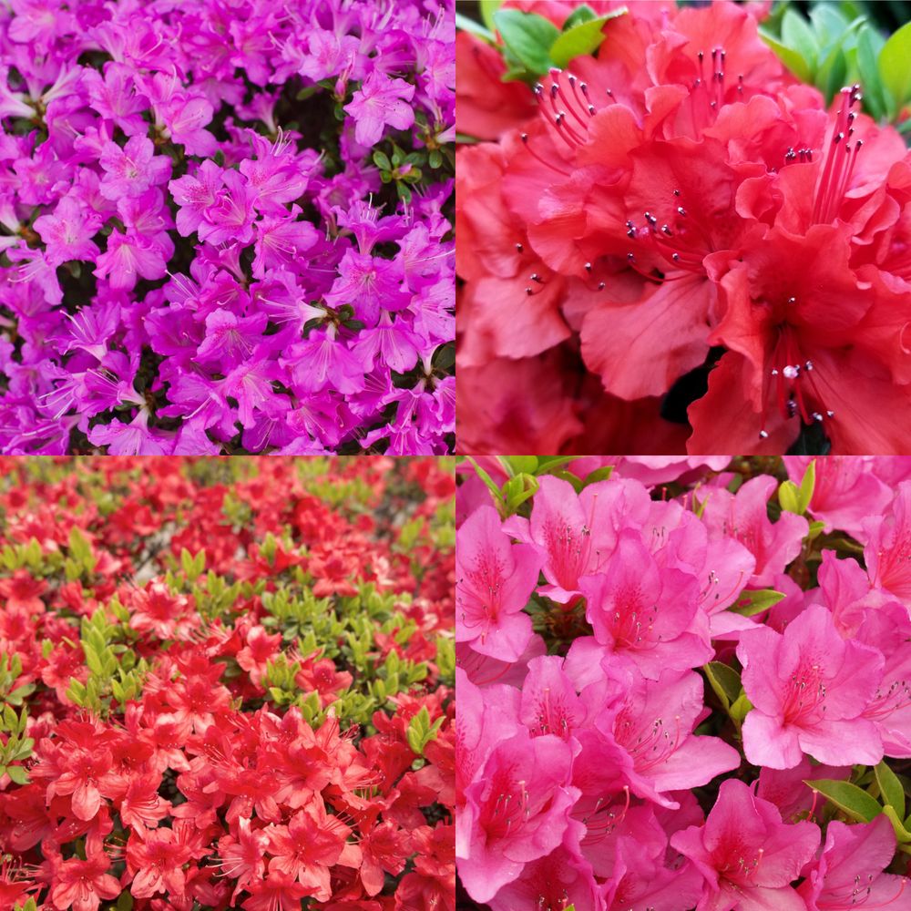 'Azaleas' Rhododendron (Surprise Colour) Summer Flowering Evergreen Shrub Plant - 9cm Pot