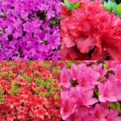 'Azaleas' Rhododendron (Surprise Colour) Summer Flowering Evergreen Shrub Plant - 9cm Pot