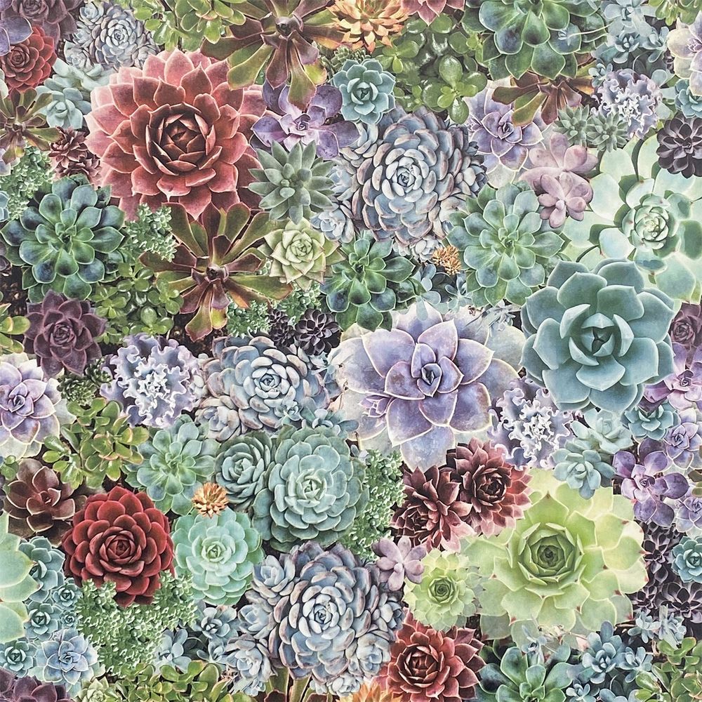 Succulent Living Wall Multi sw12