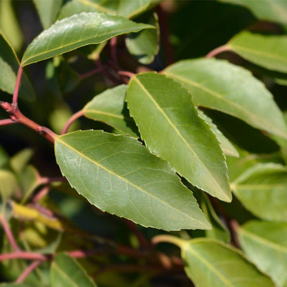 Portuguese Laurel | Prunus lusitanica 'Angustifolia' 1L