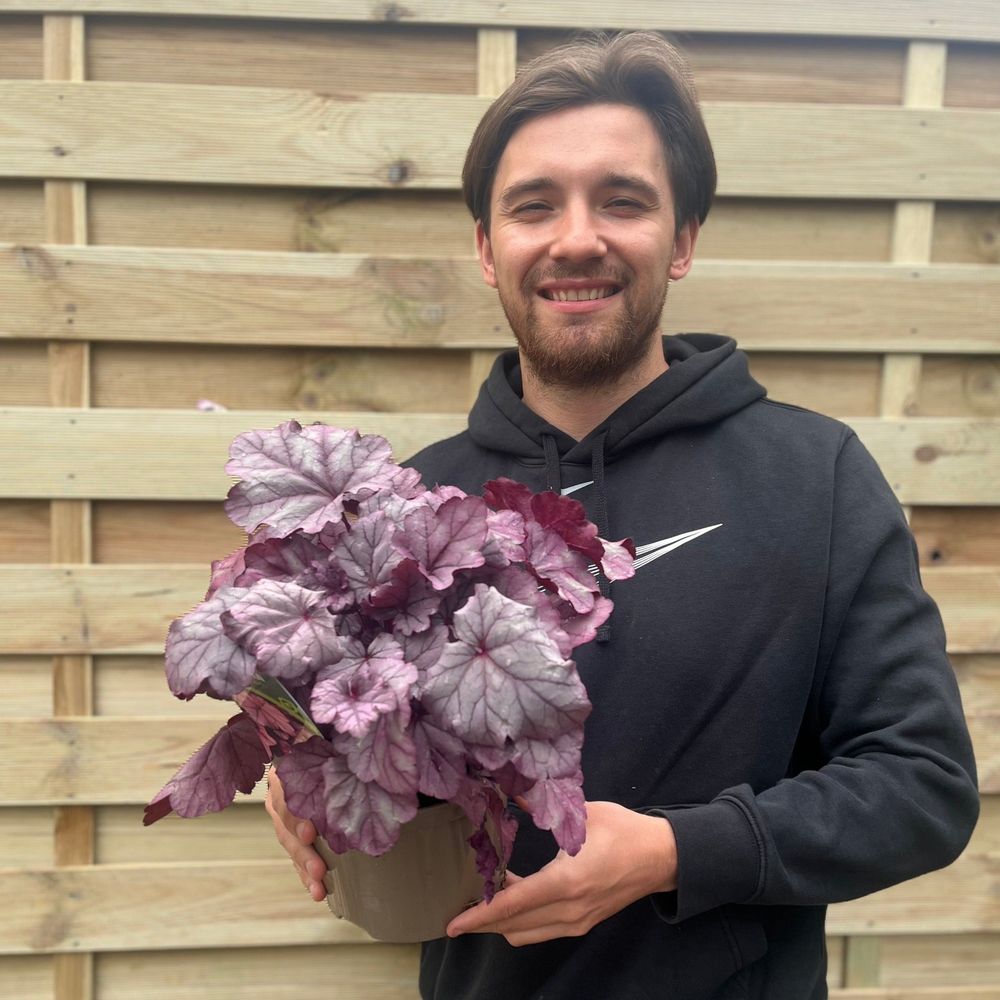 'Pink Panther' Heuchera Semi Evergreen Perennial Plant - 17cm Pot