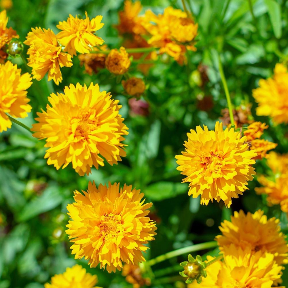 Coreopsis grandiflora Early Sunrise 9cm