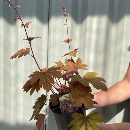 'Sweet Tea' Heucherella Flowering Semi-evergreen Perennial Plant - 17cm Pot