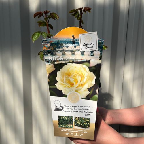 Rose 'Peace' | Hybrid Tea | 4L Potted Rose (PRE ORDER FOR DECEMBER)