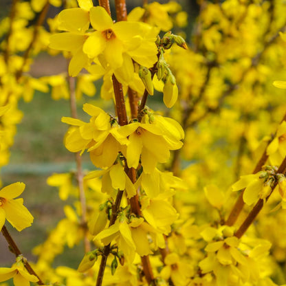 'Weekend' Forsythia x Intermedia Flowering Deciduous Shrub Plant - 13cm Pot